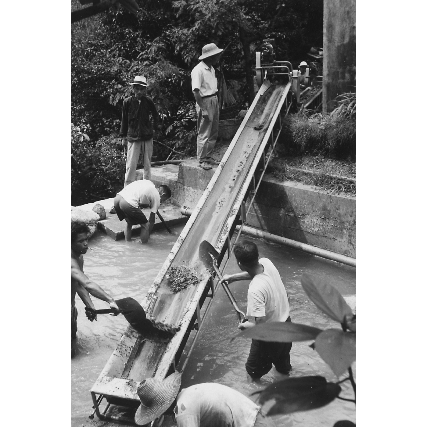 Hong Kong Agriculture Post-war (P-KFB-036)