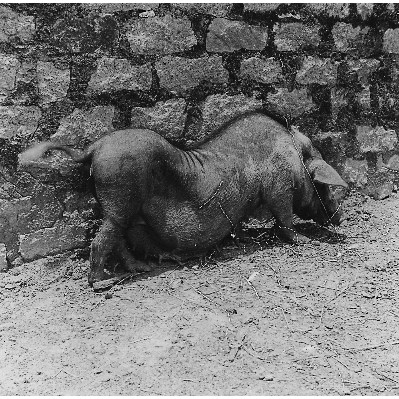 Hong Kong Agriculture Post-war (P-KFB-048)