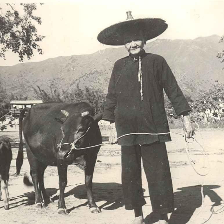 Hong Kong Agriculture Post-war (P-KFB-054)