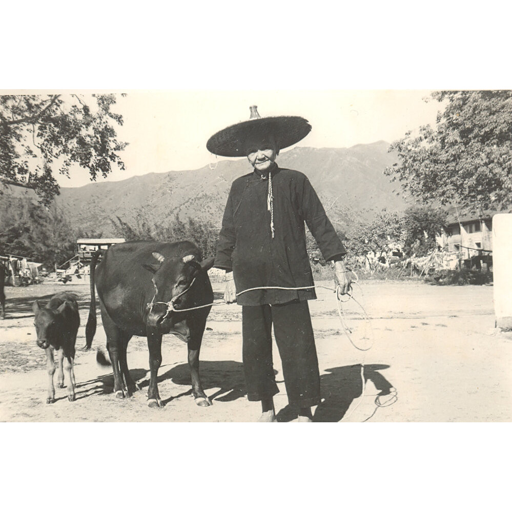 KAAA and Post-war New Territories 嘉道理農業輔助會及戰後新界